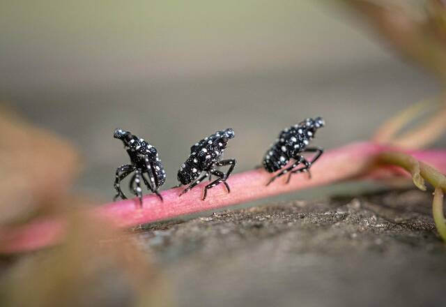 6178857_web1_vnd-lanternfly02