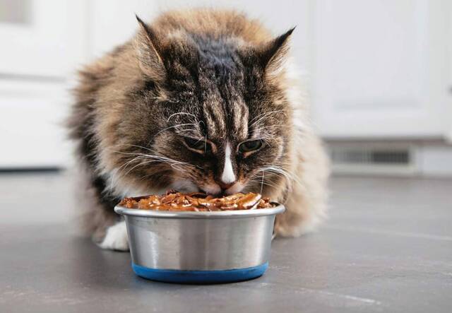 6209130_web1_Eating-cat