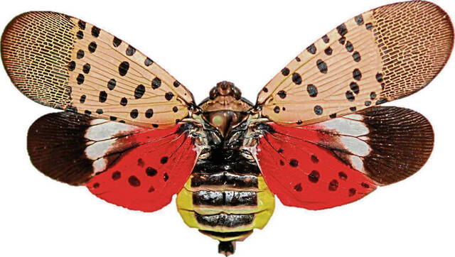 Slide 1