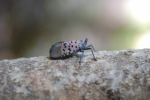 6225326_web1_lanternfly