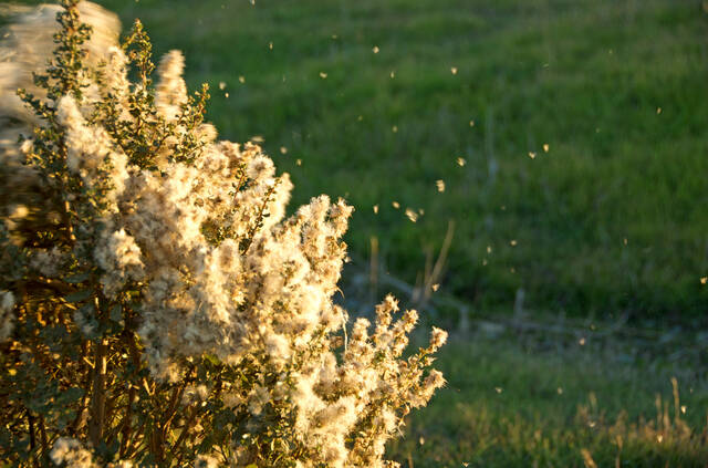 6245287_web1_web-allergiesW