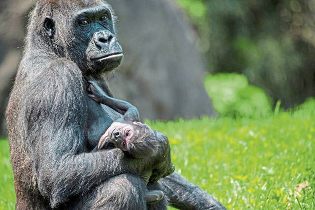 2nd baby gorilla born this year at Pittsburgh Zoo & Aquarium