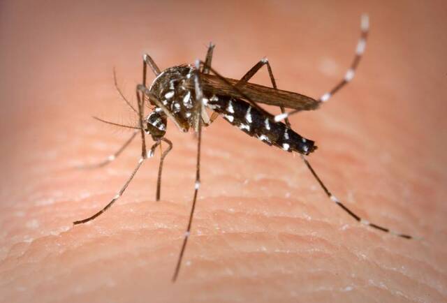 6264939_web1_ptr-mosquito-072518