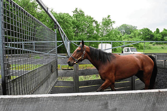6281227_web1_gtr-HorseRacing009-061023