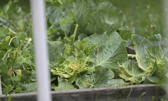 6336222_web1_VND-GardenDamage2-062823