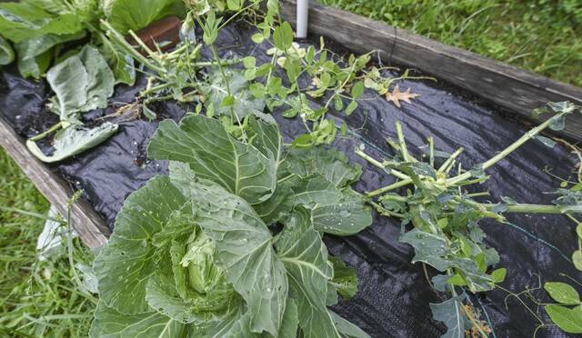 6336222_web1_VND-GardenDamage3-062823