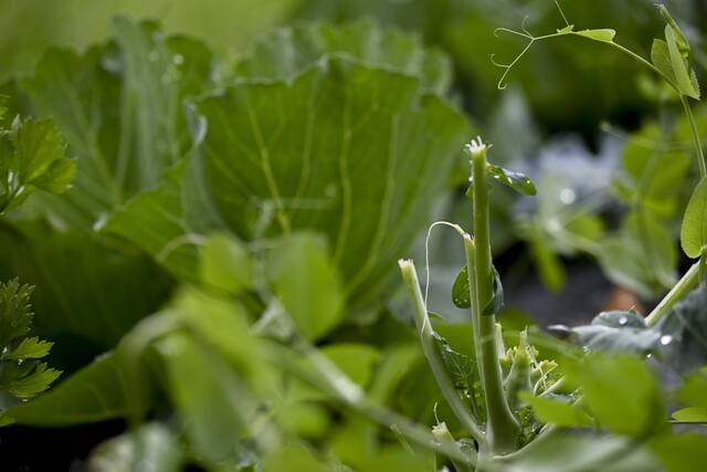 6336222_web1_VND-GardenDamage4-062823