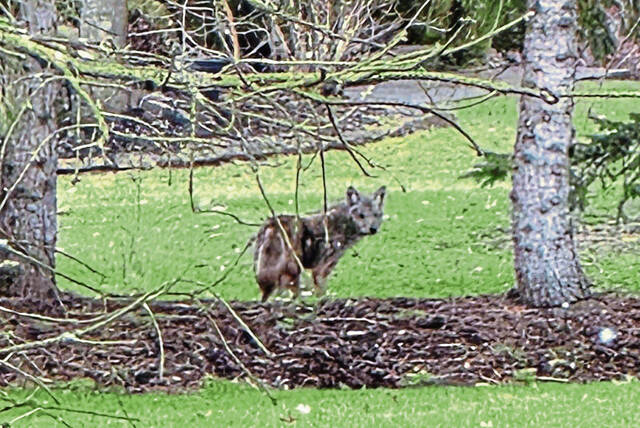6336971_web1_coyote1