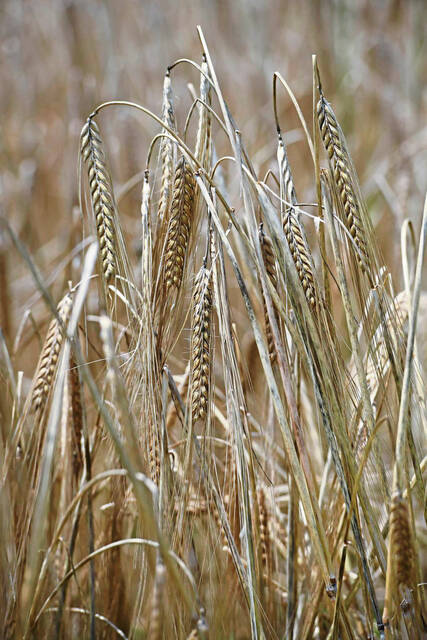 6356056_web1_gtr-localgrains005-070723