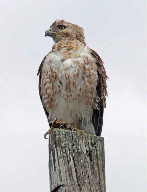 6358808_web1_vep-lo-ScenesHawk-071623
