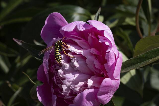 6368474_web1_wep-bees001-060423