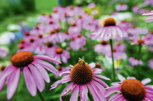 6371528_web1_vnd-gardendefense4-071223-