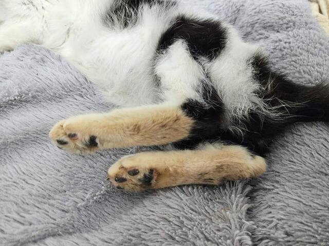6382625_web1_gtr-hunkercats