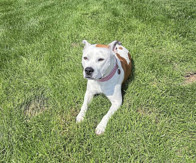 6388577_web1_web-dog