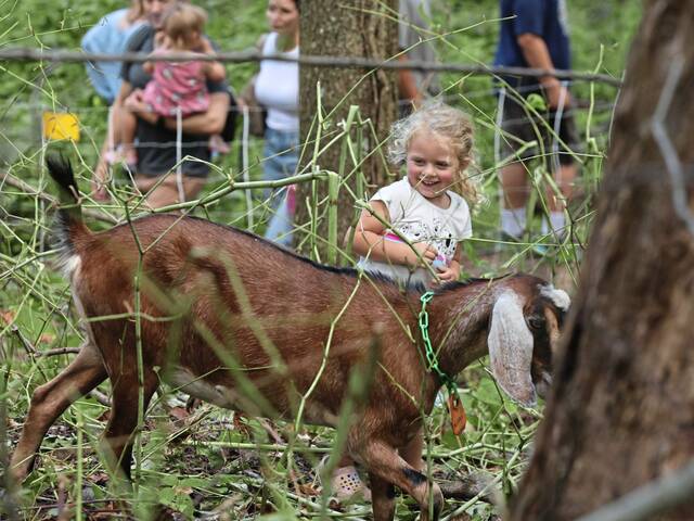 6418011_web1_ptr-fivethings-goats