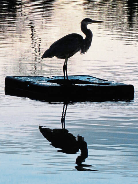6315320_web1_pts-lo-heron-111920