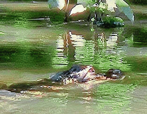 6432607_web1_vnd-kiskigator-080123