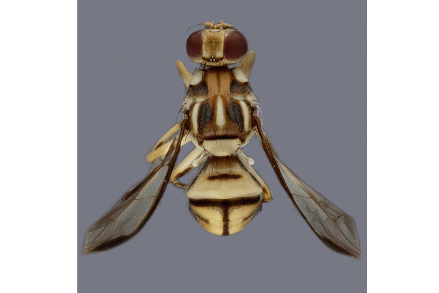 6439941_web1_6439941-9ddd0527c5254276a66bca7968f19fb0