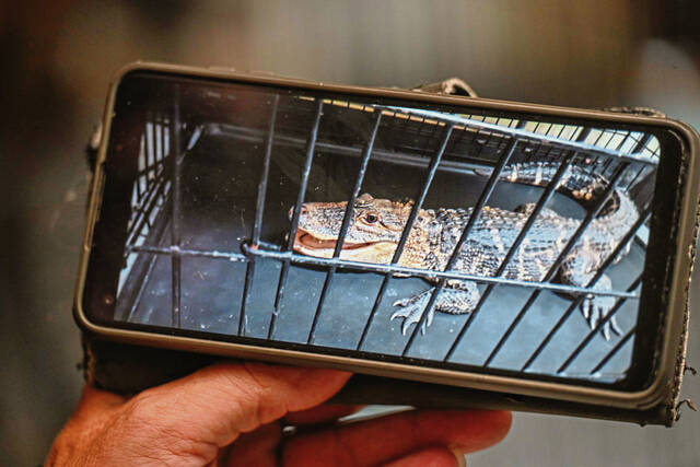 6452386_web1_VND-GatorCaught98-090823