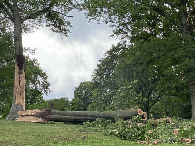 6454855_web1_gtr-GbgTreeDown-080823