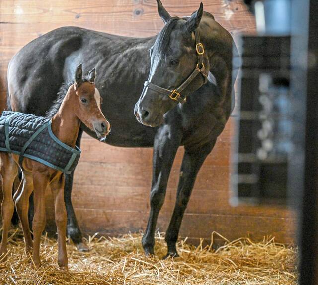 6477627_web1_vnd-lo-springhorse01-050423