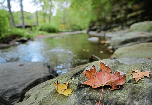 6477627_web1_vnd-foliage07-100515