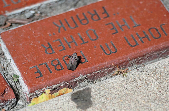 6500839_web1_gtr-LanternFly1