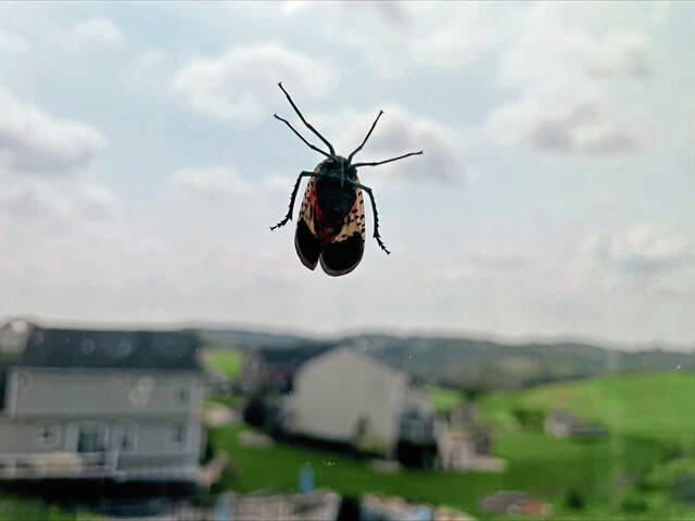 6500839_web1_ptr-Lanternfly1RA-082323