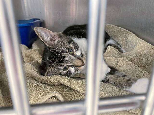 6515617_web1_ptr-AnimalProtectors-082723