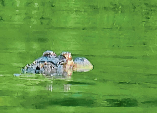 6542473_web1_vnd-KiskiGator-090523-2