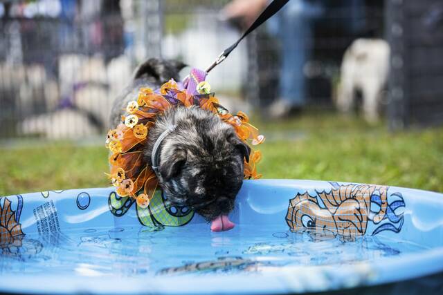 6617919_web1_gtr-pugfest4-100123
