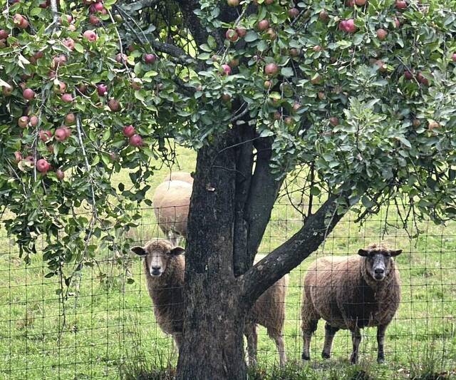 6610452_web1_vep-lo-ScenesSheep-100823