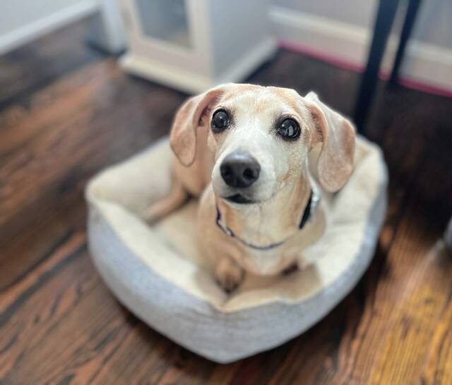 6631667_web1_PTR-HomeShow-Molly