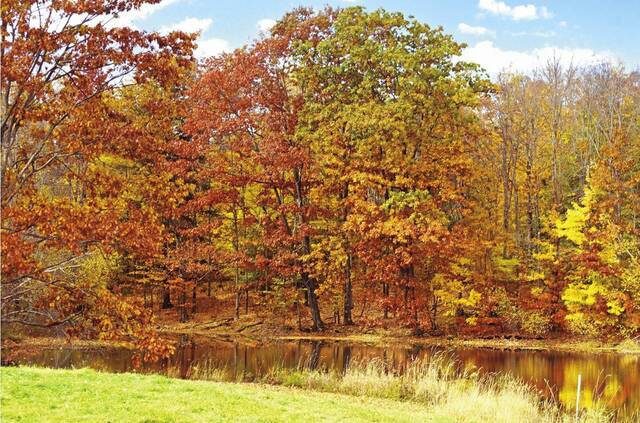 6666432_web1_Autumn-leaves