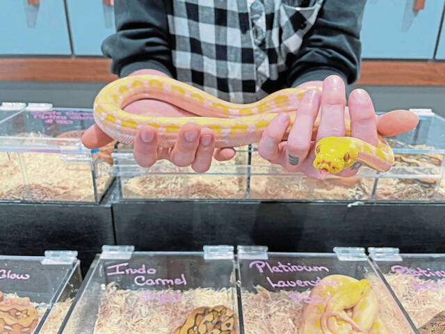 6734731_web1_gtr-reptilesexpo01-110623