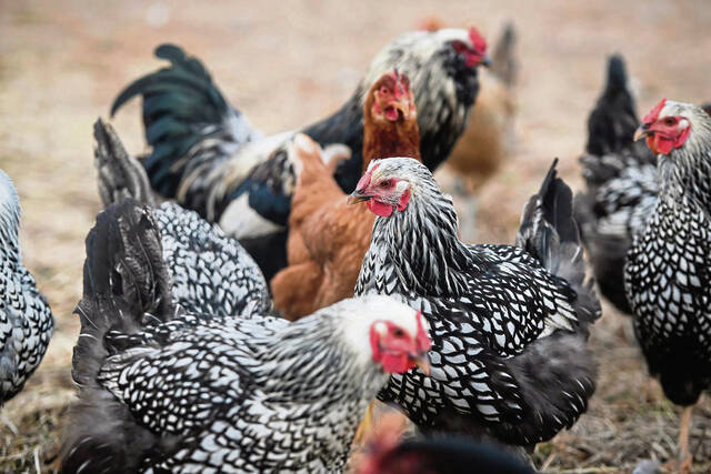 6763913_web1_gtr-EggPrices003-010223