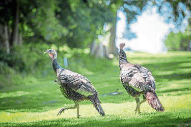 6772162_web1_turkey1