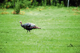 6772162_web1_turkey2