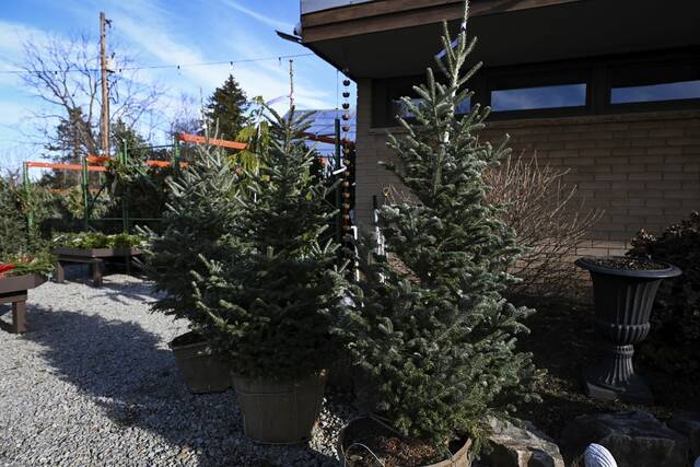 6819320_web1_gtr-xmastreeexpense002-120123