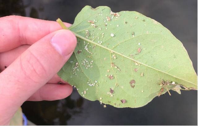 6835774_web1_nurdles-with-hand