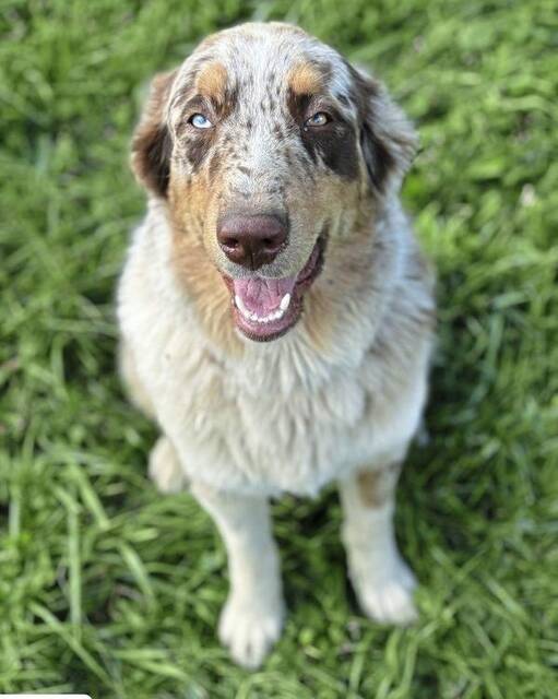 6854369_web1_vnd-DogThatWasShot-122223
