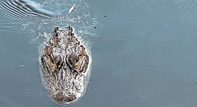 6878823_web1_vnd-MoreGator-090823-4