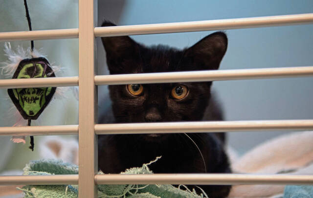 6882393_web1_gtr-PetProblems2-122623