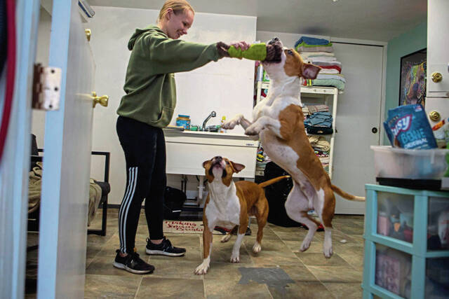 6882393_web1_gtr-PetProblems2-4--122623