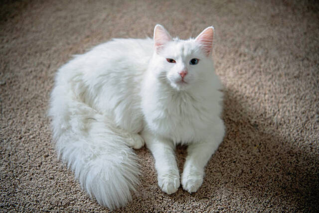 6882393_web1_gtr-PetProblems2-6--122623