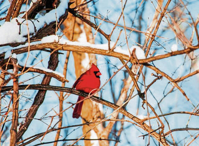 6895299_web1_Cardinal-bird
