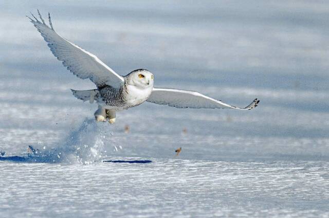 6919846_web1_Snowy-Owl