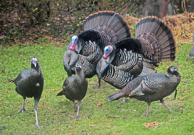 See a flock of turkeys? The Pa. Game Commission wants to know about it