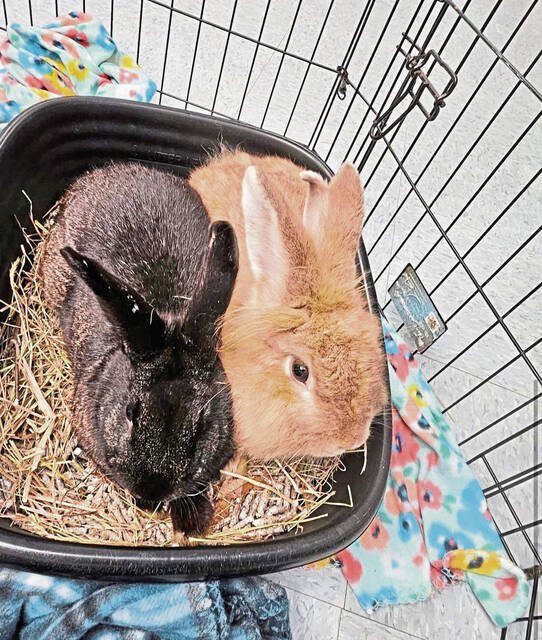 6988250_web1_vnd-70rabbits-012424--1-