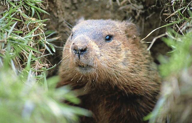 6999954_web1_Groundhog